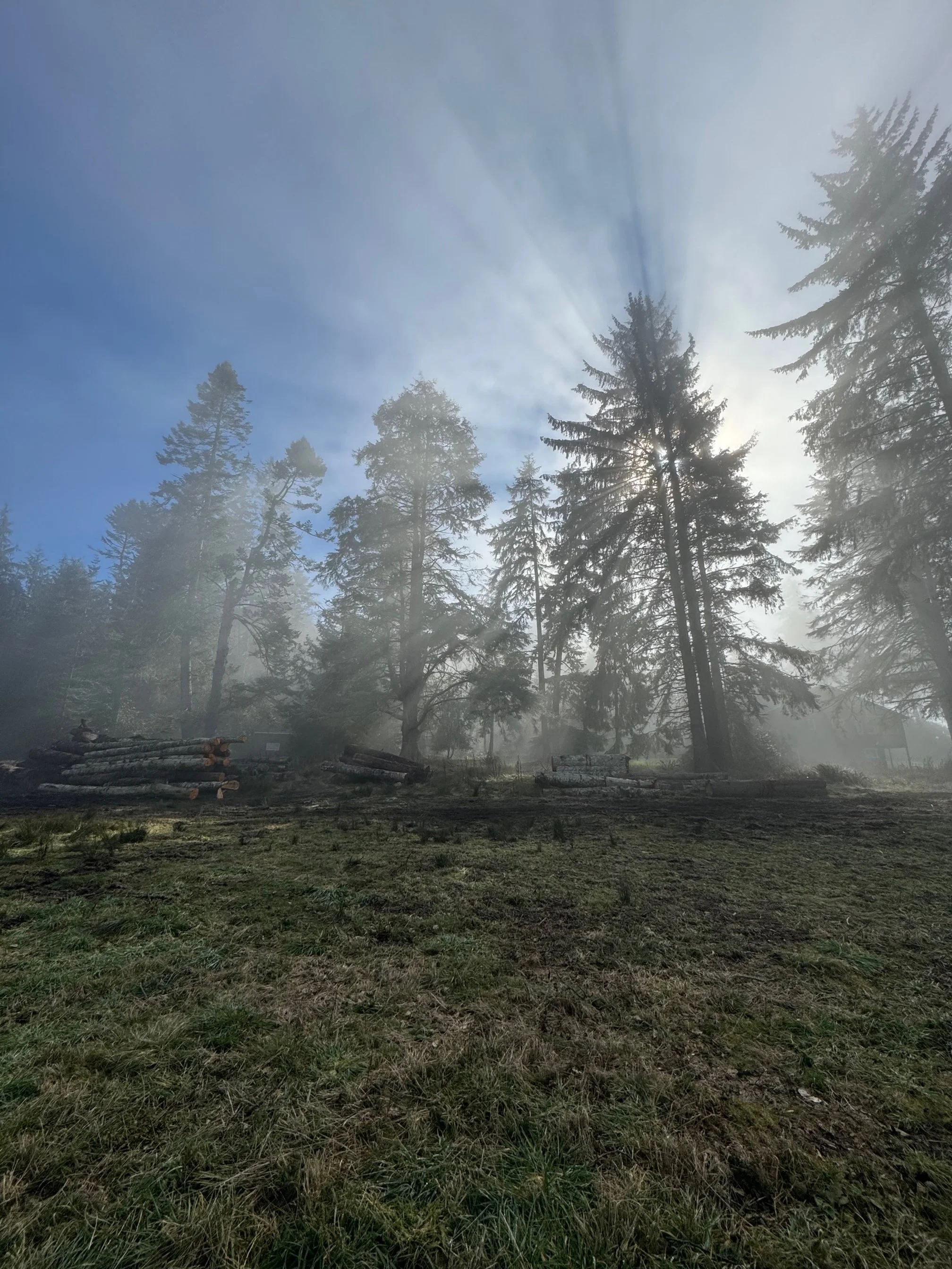 Future cabin site