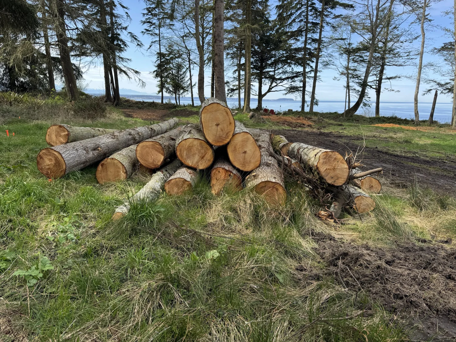 Timber